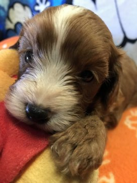 父プードル 母キャバリア【埼玉県・男の子・2019年5月18日・ルビーアンドホワイト】の写真「穏やかで、毛が抜けずらいです」