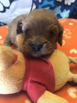 ミックス 母キャバリア 父プードル【埼玉県・女の子・2019年4月17日・レッド】の写真「お父さんが、プードルなので抜け毛が少ないです」