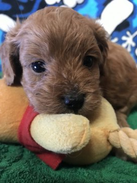 父プードル、母キャバリア。【埼玉県・男の子・2019年10月20日・アプリコット】の写真「元気な美男子君です^_^」