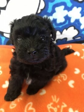 ミックス【埼玉県・男の子・2018年12月19日・ブラックアンドホワイト】の写真「すぐにお腹を出します」