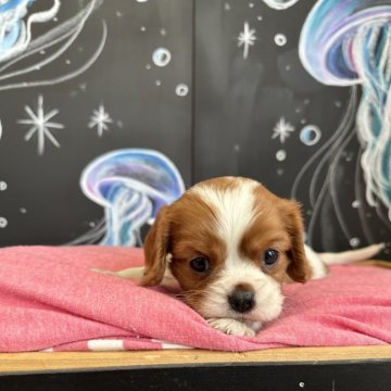 キャバリア【埼玉県・女の子・2024年3月29日・ブレンハイム】の写真「可愛いお顔の女の子^ ^」