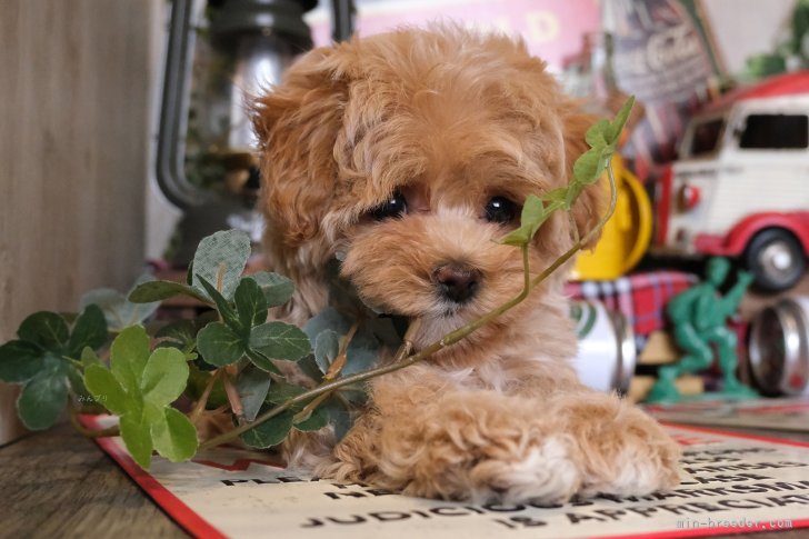 いつまでも子供、ずっとやんちゃ。「平穏な日々にサヨナラ。」そんな出会いがある犬舎｜五十嵐　春希(いがらし　はるき)ブリーダー(群馬県・JKC登録)の紹介写真1