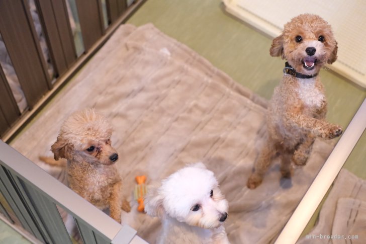 親犬たちは1部屋につき3～4頭。みんな仲良しなので喧嘩はしません😊｜五十嵐　春希(いがらし　はるき)ブリーダー(群馬県・JKC登録)の紹介写真8