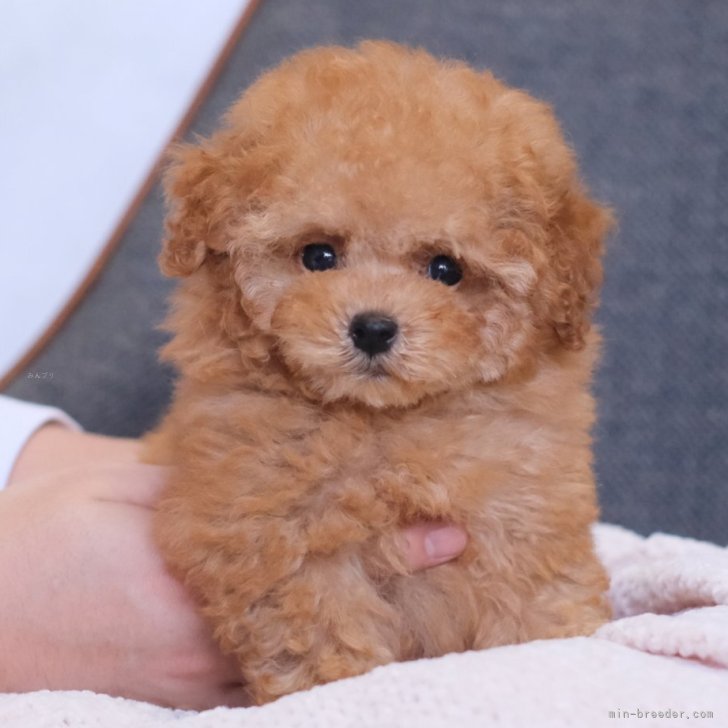 ブリーダー画像