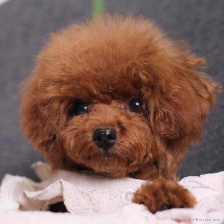 ブリーダー画像