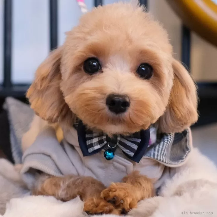 ID:2405-04409の子犬