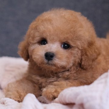 トイプードル(タイニー)【群馬県・男の子・2025年7月26日・レッドフォーン】の写真「爆毛ボク🐻ムッとした顔が可愛い～🫶💕」