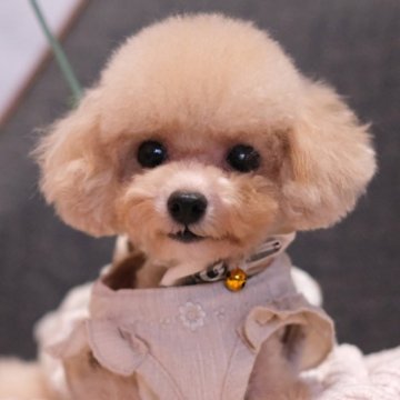 ティーカッププードル【群馬県・女の子・2023年12月8日・アプリコット】の写真「🧸ふんわり優しい色合いのおチビちゃん💓」