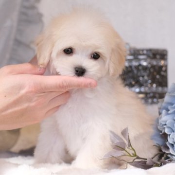 マルプー(マルチーズ×トイプードル)【群馬県・男の子・2024年12月16日・クリーム】の写真「💮犬質・性格💮お転婆小柄なマルプーくん🧸」