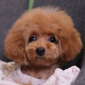 トイプードル(タイニー)【群馬県・女の子・2025年4月17日・レッドフォーン】の写真「ふわふわモッコモコなお転婆ちゃん👿💕」