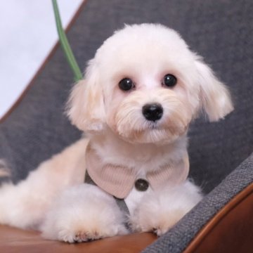 マルプー(トイプードル×マルチーズ)【群馬県・男の子・2025年5月26日・アプリコット】の写真「あふれるぬいぐるみ感🐻ふわもこマルプーくん🧡」