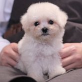 マルプー(マルチーズ×トイプードル)
