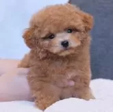 トイプードル(トイ)【群馬県・男の子・2025年8月23日・レッドフォーン】の写真1