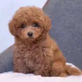 トイプードル(トイ)【群馬県・男の子・2025年8月23日・レッドフォーン】の写真1