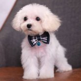 マルプー(マルチーズ×トイプードル)