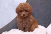 トイプードル(トイ)【群馬県・男の子・2025年8月23日・レッドフォーン】の写真2