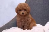 トイプードル(トイ)【群馬県・男の子・2025年8月23日・レッドフォーン】の写真3