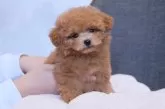 トイプードル(トイ)【群馬県・男の子・2025年8月23日・レッドフォーン】の写真4