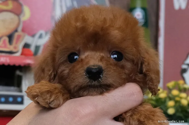 ID:2201-00707の子犬