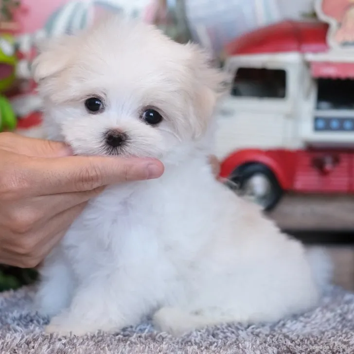 H.T 様のお迎えした子犬