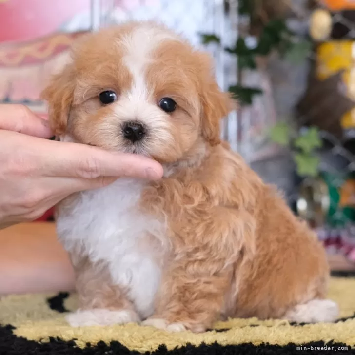 ID：2404-00153の子犬