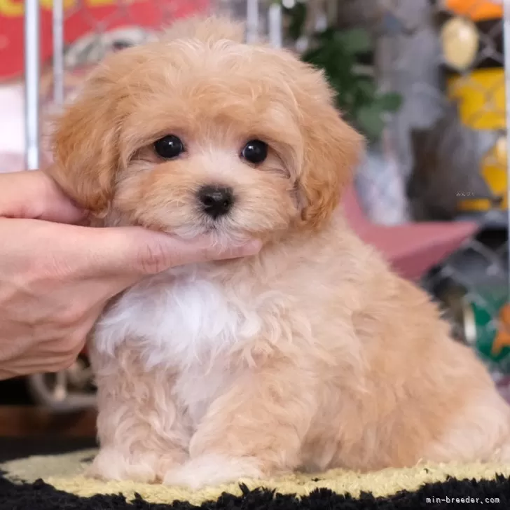 ID:2408-03875の子犬