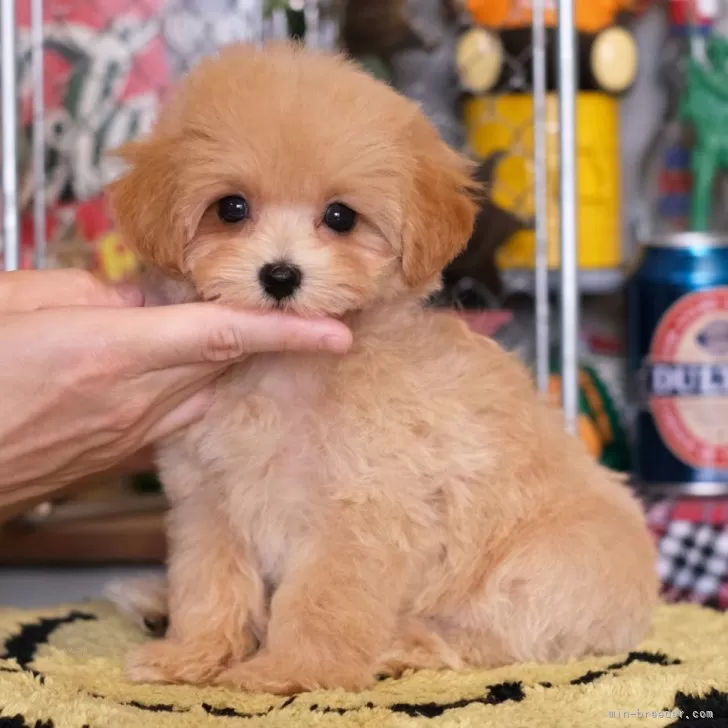 ID:2405-04413の子犬