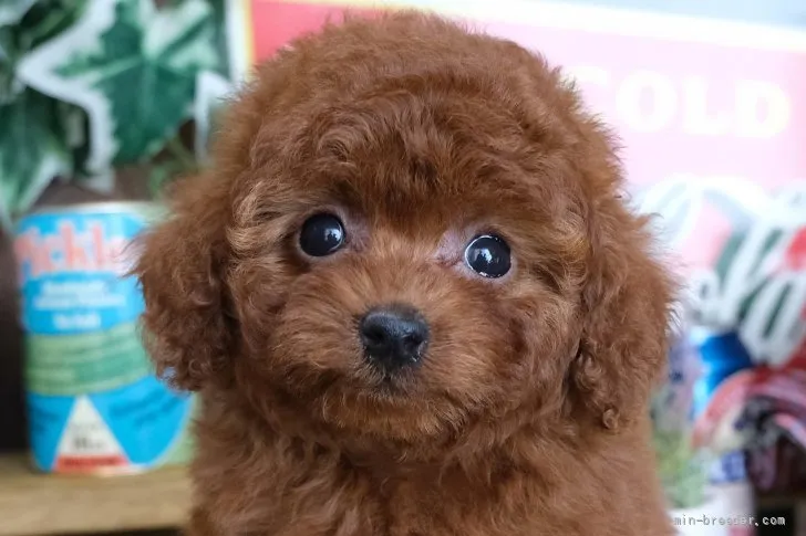 ID：2112-00083の子犬