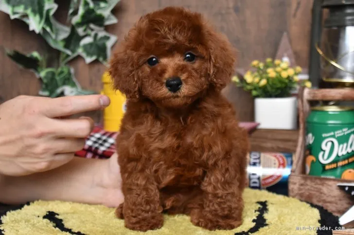 ID:2101-01045の子犬