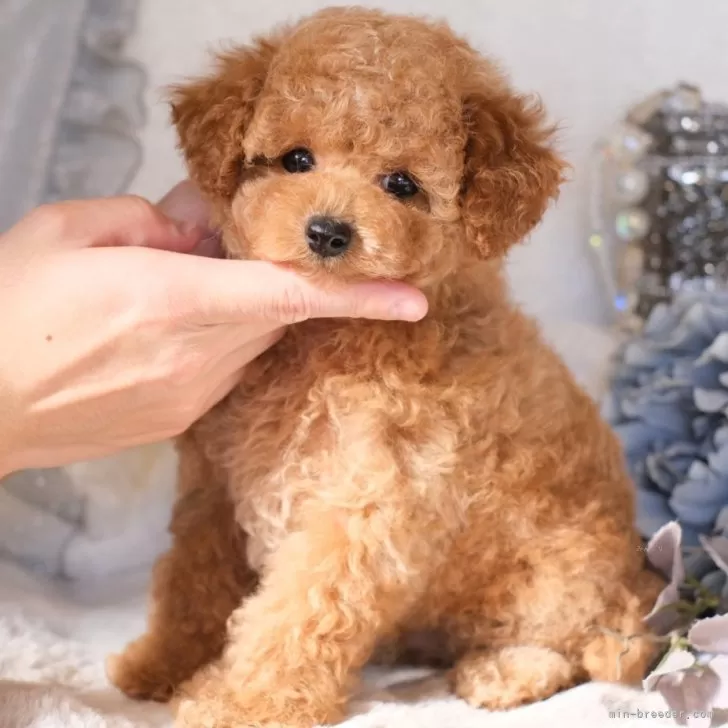 ID：2410-07690の子犬
