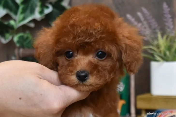 ID:2101-01047の子犬