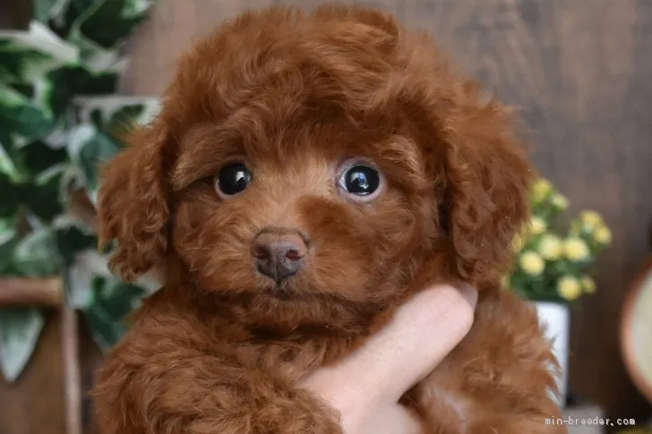 ID：2101-02822の子犬