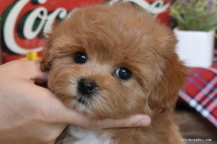 ID：2105-00391の子犬