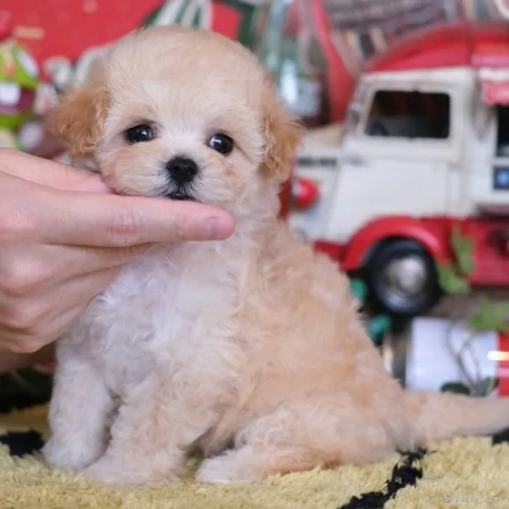 ID:2303-05483の子犬