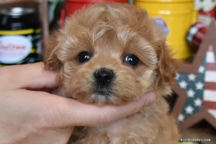 ID:2104-01426の子犬