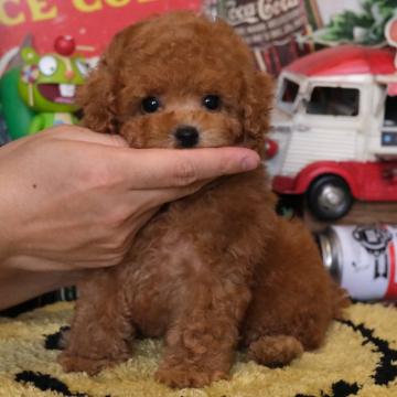 トイプードル(タイニー)【群馬県・男の子・2022年7月22日・レッド】の写真「まん丸こぐま顔🐻な人懐っこいボク💕」