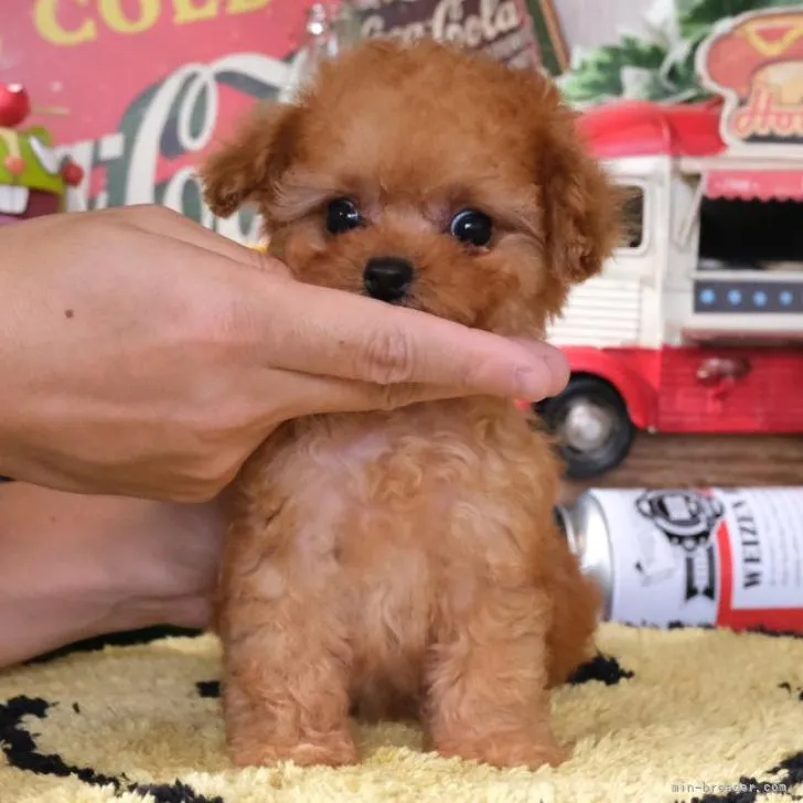 ID:2210-01235の子犬