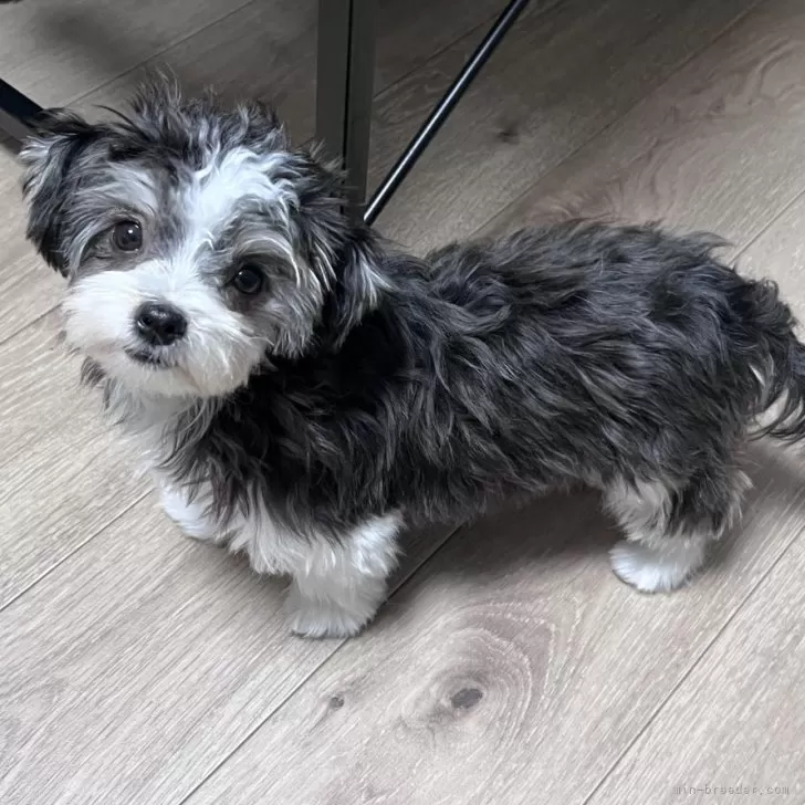 ID:2409-05591の子犬