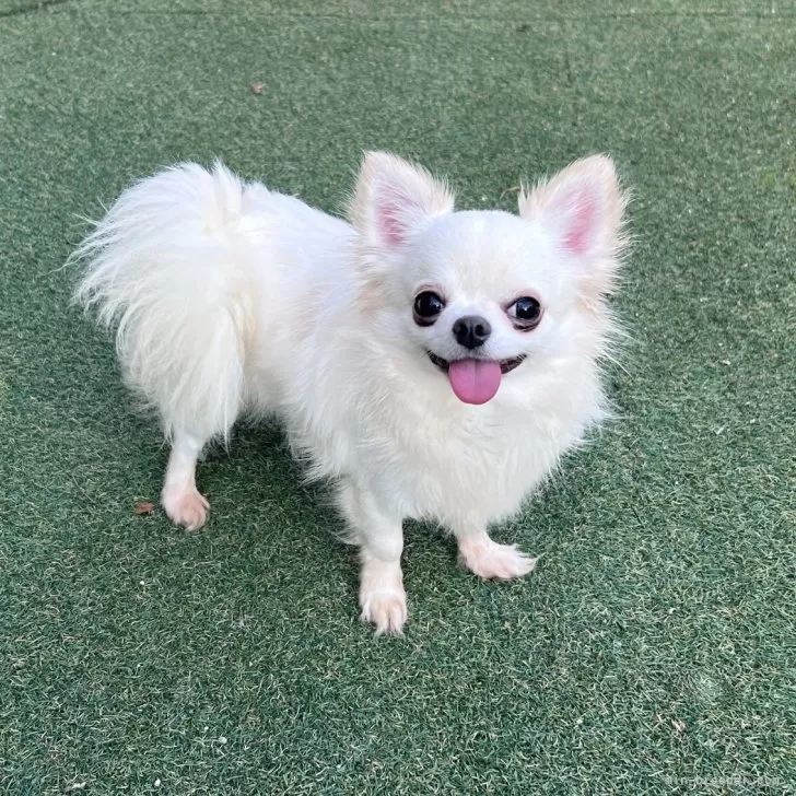 ID：2402-03187の子犬