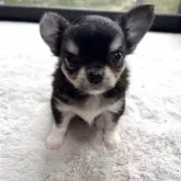 チワワ(ロング)