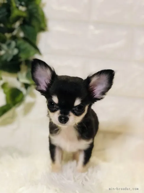 ID:2101-01444の子犬