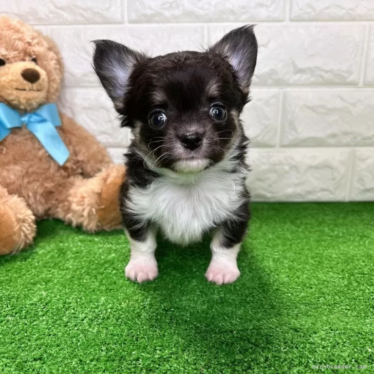 ID:2402-03194の子犬