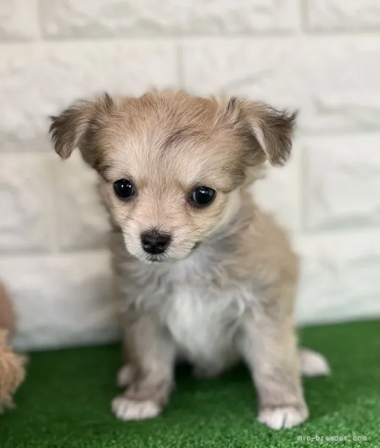 K.T 様のお迎えした子犬