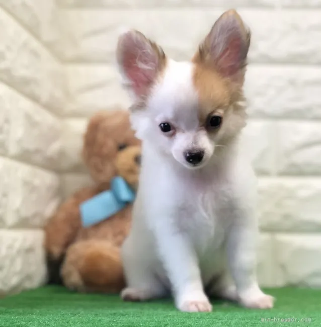 ID:2105-00493の子犬