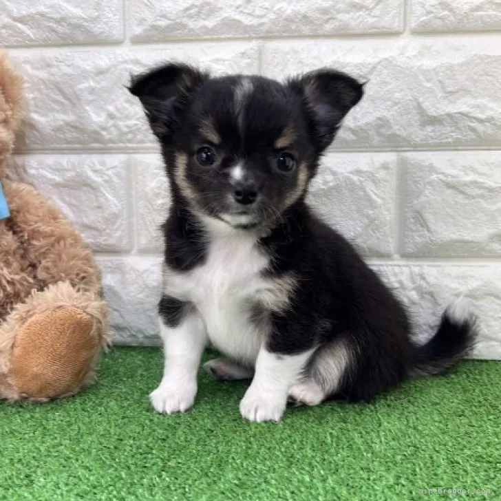 ID:2304-04631の子犬