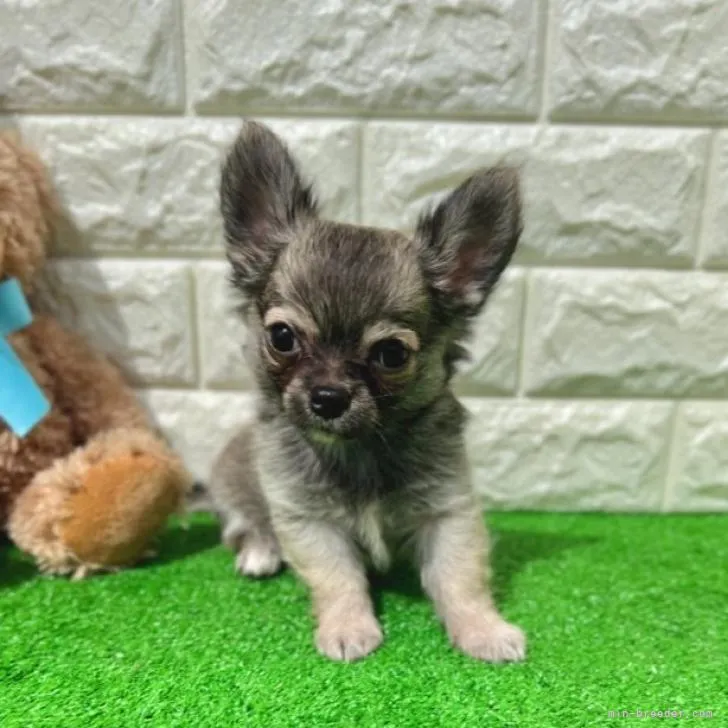 ID:2210-00795の子犬