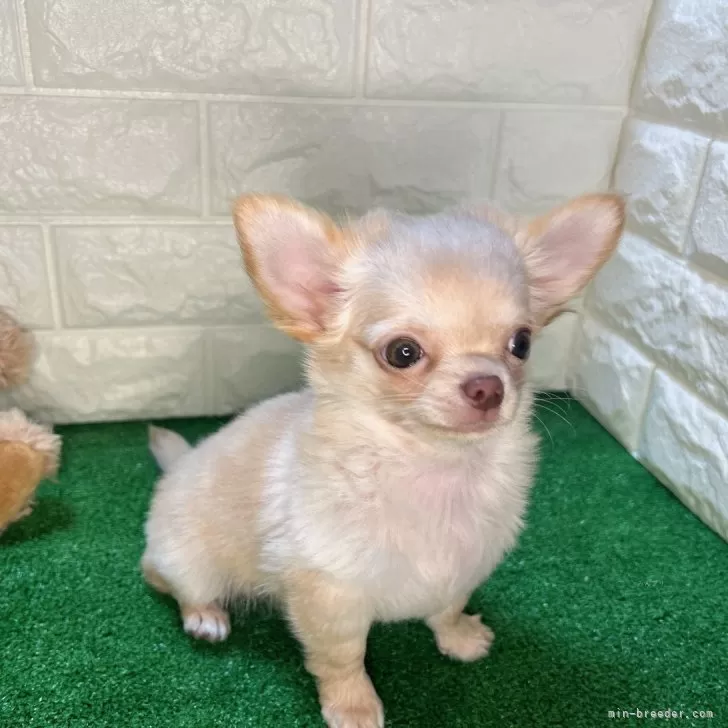 ID:2312-05316の子犬