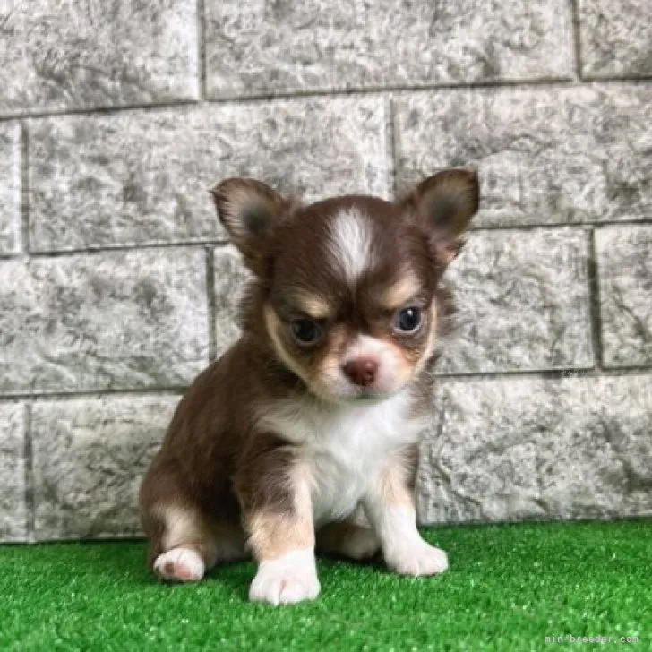 ID:2309-02877の子犬