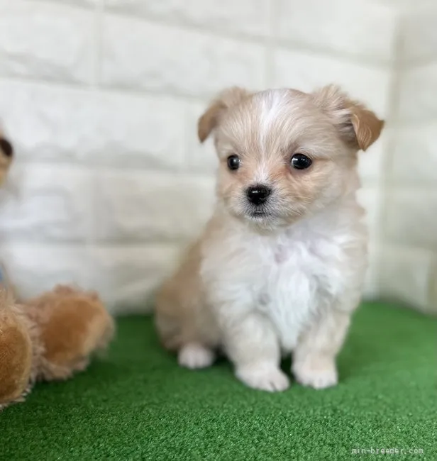 ID:2201-01205の子犬