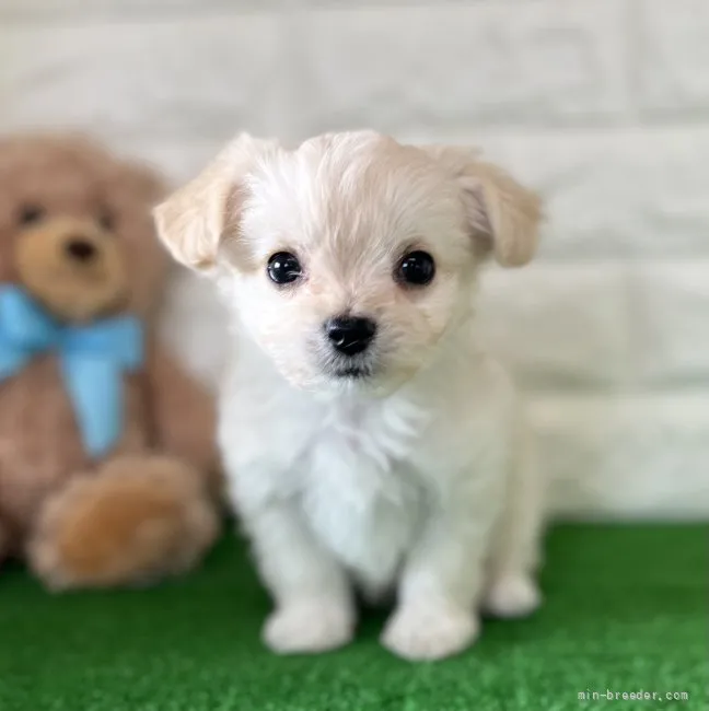 ID:2201-01197の子犬